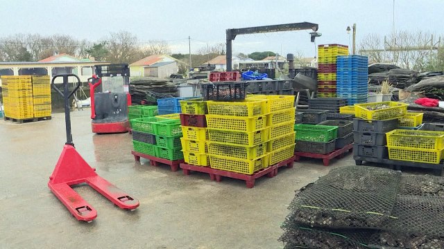 Intoxications: les huîtres du Bassin d'Arcachon interdites à l'approche du Nouvel An