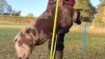 Sheep Which Thinks It’s a Dog and Has Been Trained To Do Tricks