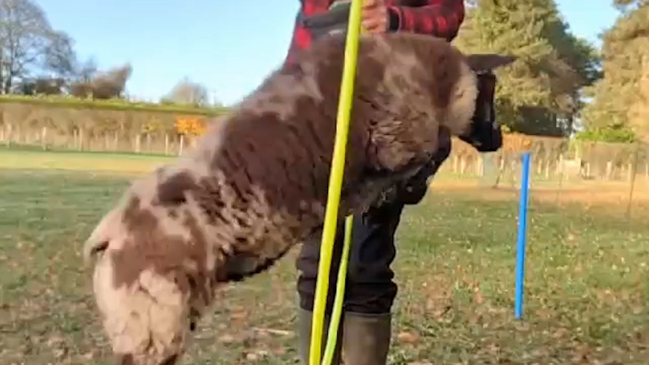 Sheep Which Thinks It’s a Dog and Has Been Trained To Do Tricks