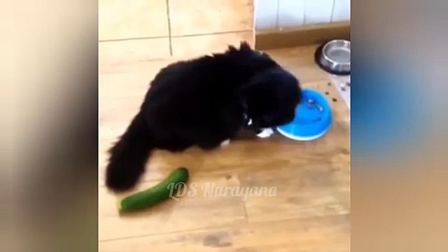 The Funniest Videos of Cats vs Cucumbers That Will Leave You in Stitches