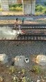 Indian Railways: रेल लाईन में कार्य करते समय टेक्नीशियन आया हाई टेंशन तार की चपेट में, देखें वीडियो