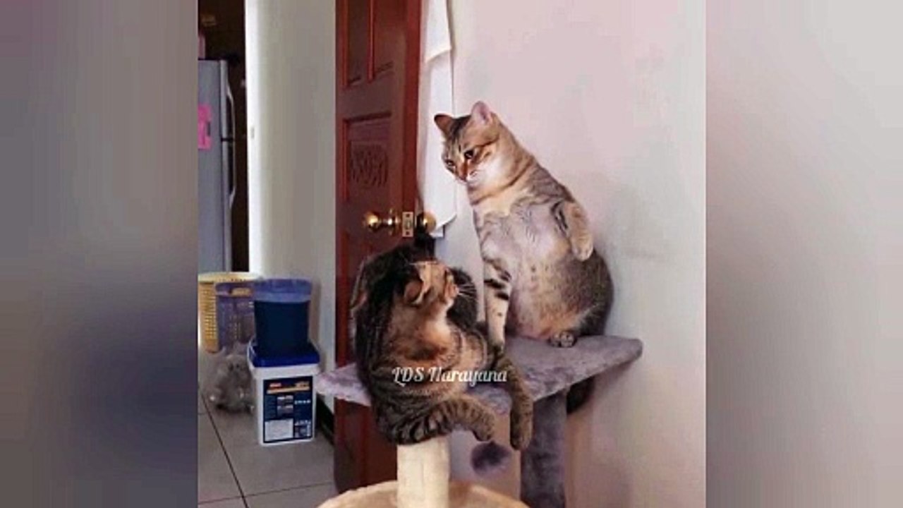 Funny Cat Slaps - A Source of Endless Entertainment