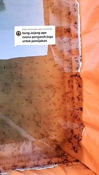 Apakah cuaca berpengaruh terhadap PEMIJAHAN induk lele❓