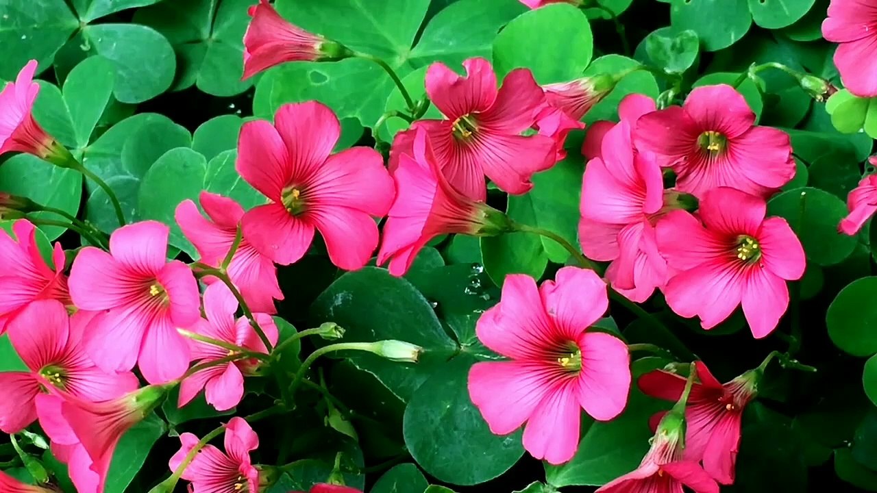 Beautiful Relaxing Music, Stress Relief Music, Relax, Calm Music, Relaxation, Beautiful Nature Video