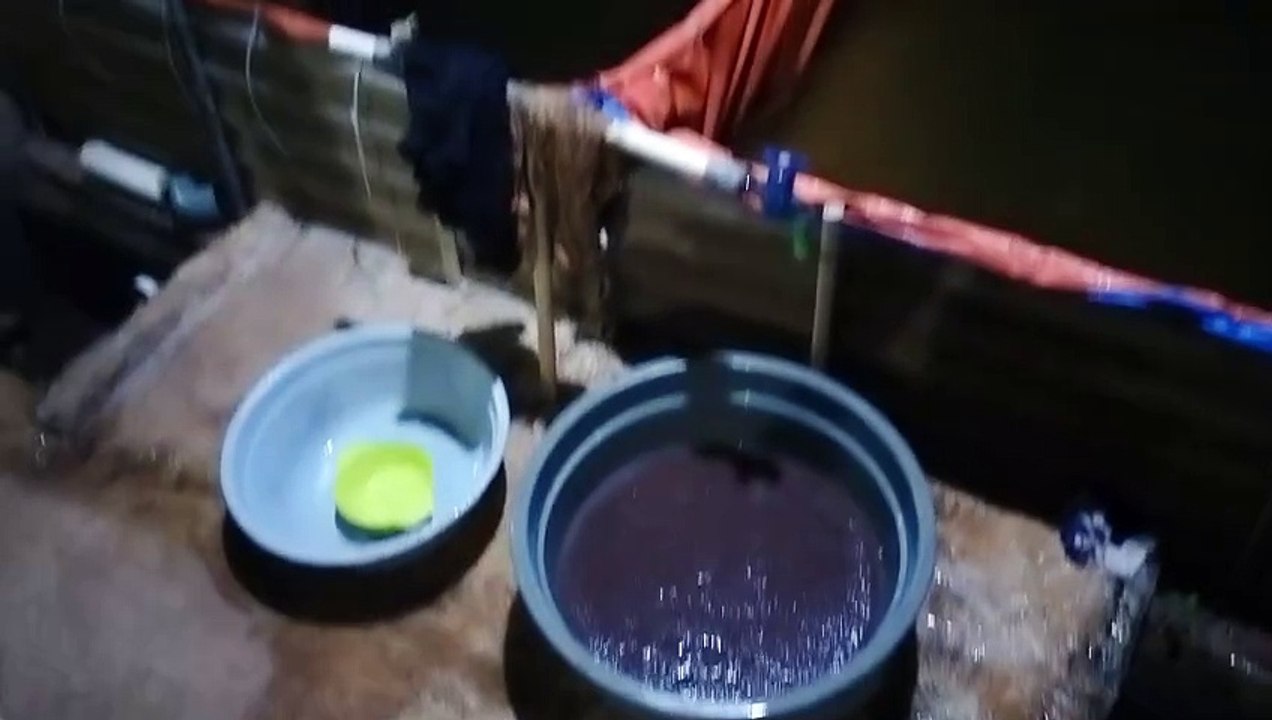 Demi mendapatkan ini, rela menempuh jarak jauh, yang penting larva lele bisa makan