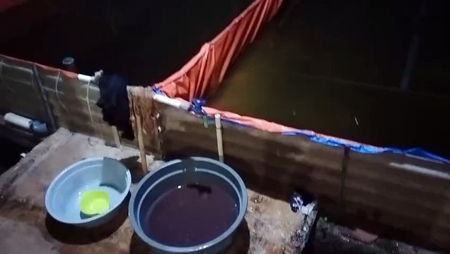 Apapun yang terjadi cacing sutera harus dapat untuk pakan larva lele