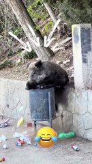 _Funny_Animal_Videos_of_the_day_#funny_#funnyvideo_#laugh_#memes_#funnycats(720p)