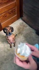 Dachshund Stands For Cupcake