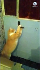 قط يفتح باب المنزل بذكاء