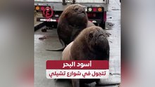أسود البحر تتجول في شوارع تشيلي