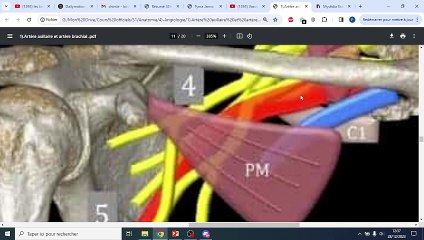 ARTERES AXILLAIRE ET BRACHIAL PART 2