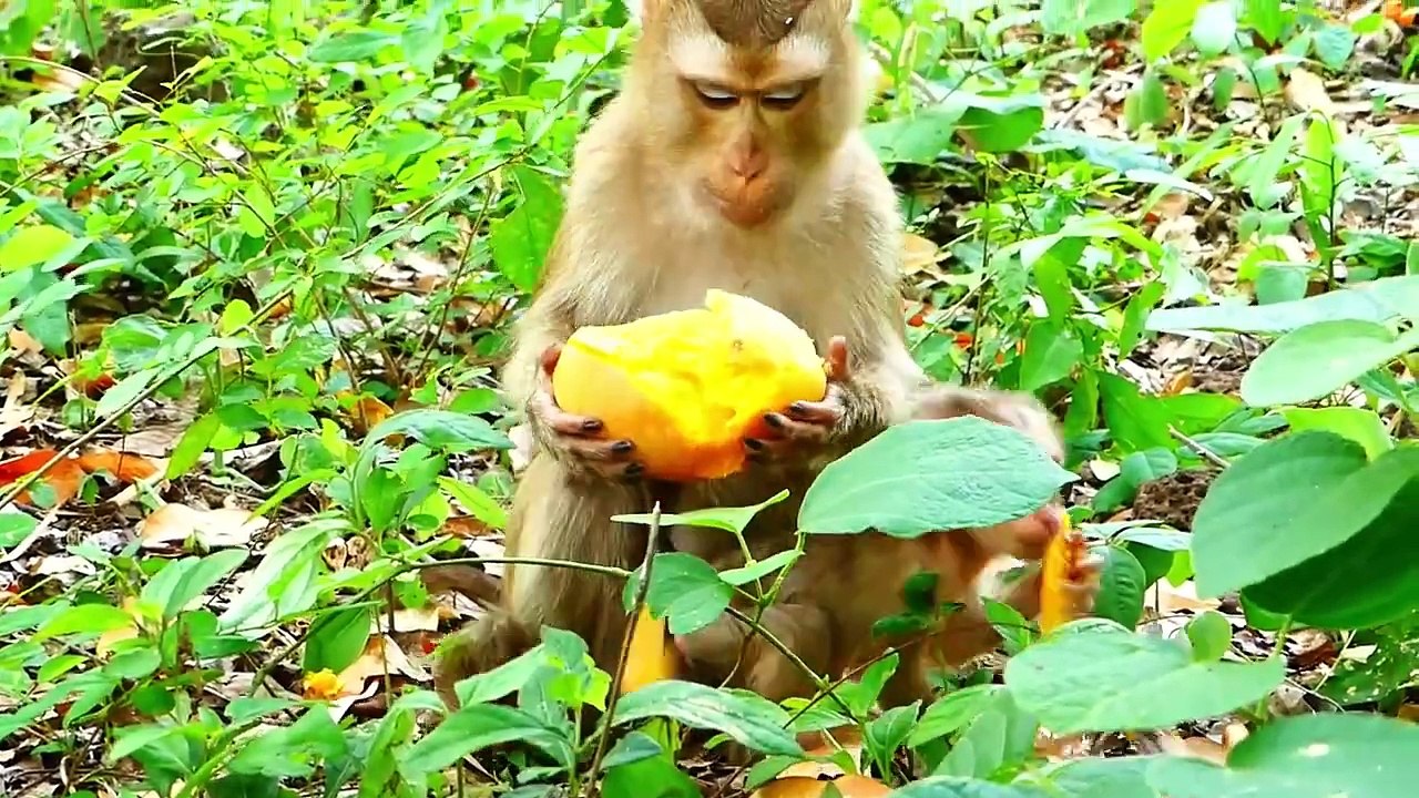 Mother Sarika Left Baby Saro Lonely In The Small Jungle (720p_25fps_H264-192kbit_AAC)