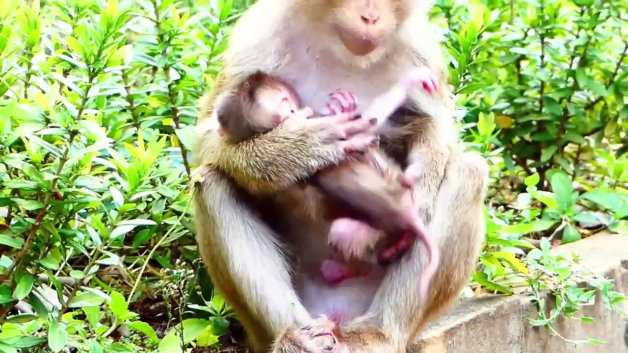 Mother Sarika Carrying Baby Saro From Place To Place With Pithiness (720p_25fps_H264-192kbit_AAC)