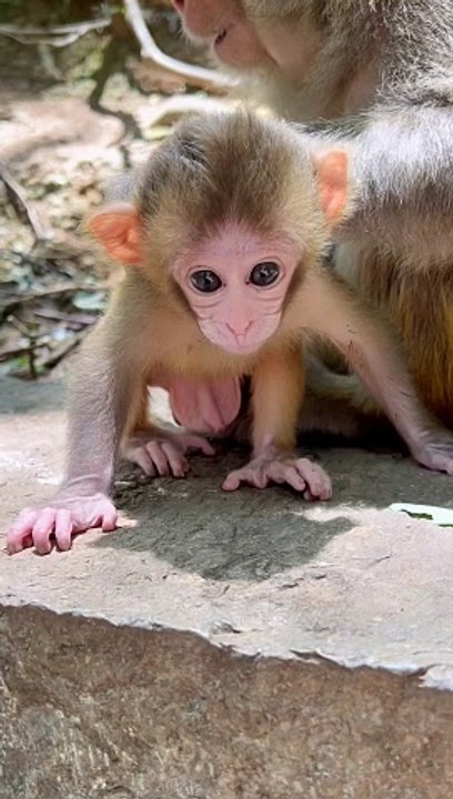 Baby monkey cute animals 70