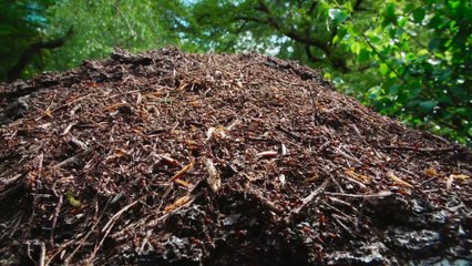 Wild Isles S01e02 Woodland