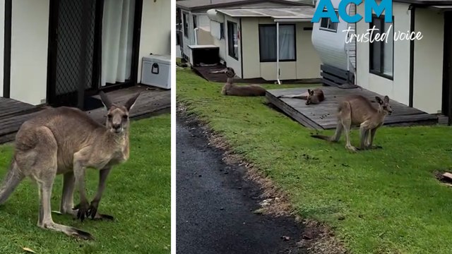 Neighbourhood watch kangaroos ‘hop into action’