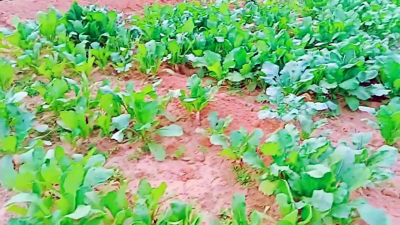 ❤️हमारे गांव की खेती बाड़ी • गांव कि फसल