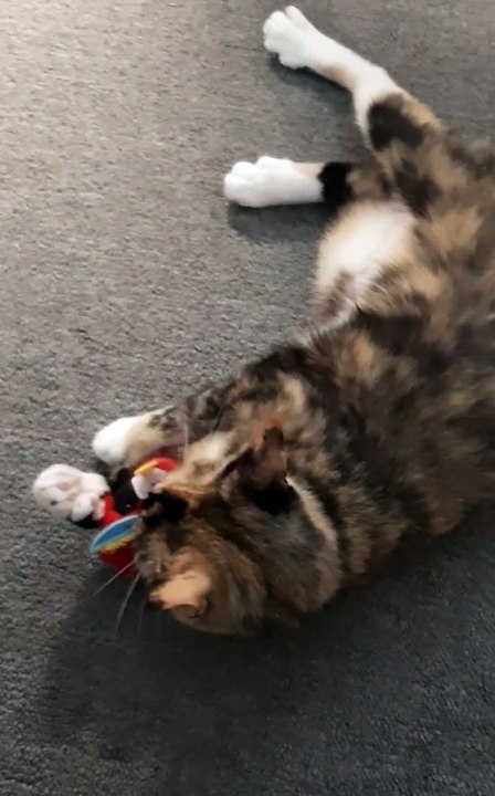 Cutter cat