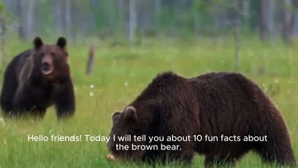 A Journey Into the World of the Brown Bear