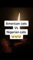 American cats vs Nigerian cats