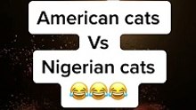 American cats vs Nigerian cats