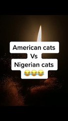 American cats vs Nigerian cats