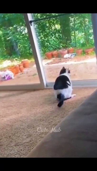 Cats reaction to unexpected events