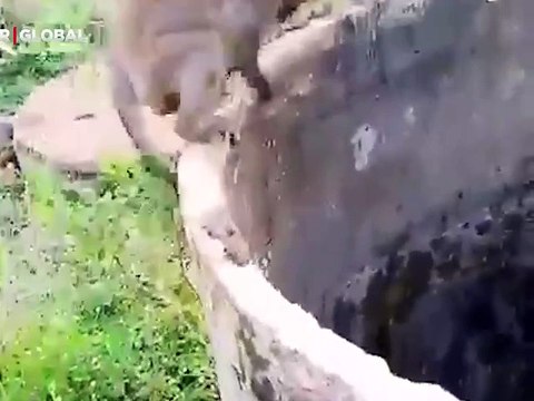 Merhameti ile ağlattı: Su kuyusundan kediyi kurtaran maymun gündem oldu