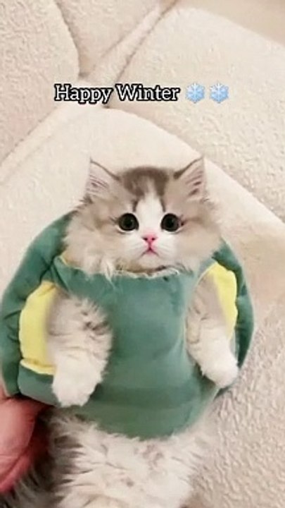 Happy winter - cats preparing for winter