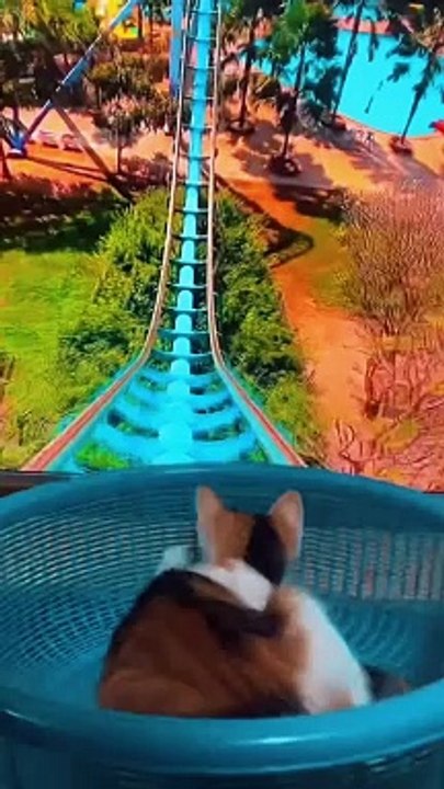 Cats riding a rollacoster