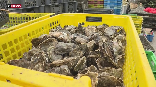 Huîtres interdites à la vente : le choc pour les professionnels