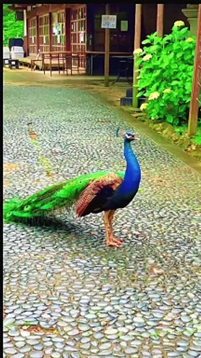 Beautiful Bird In The World Pickock #pickock #birds #animals