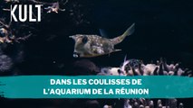 Dans les coulisses de l’aquarium de La Réunion