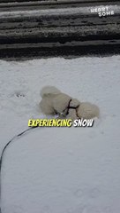 Snowfall Cuddles | Bichon Frise's Cozy Winter Moments! | Heartsome