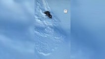 Karda yuvarlanan ayı cep telefonu ile görüntülendi