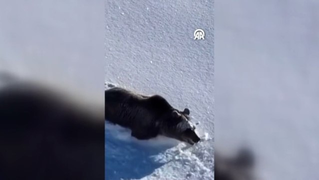 Karda yuvarlanan ayı cep telefonu ile görüntülendi