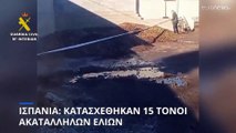 Ισπανία: Κατασχέθηκαν 15 τόνοι ακατάλληλων ελιών- Εντοπίστηκαν περιττώματα σκύλων μέσα στις ελιές