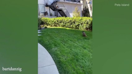 New Funny Animals 2023  Funniest Cats and Dogs Videos  Part 36