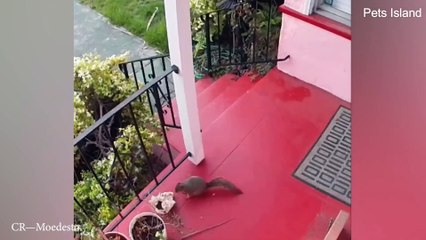 The funniest animals / Fun with cats and dogs 2023 / LA #38