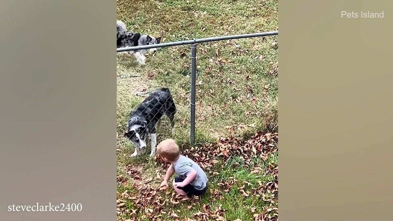 When Dogs Go On A Rampage | FUNNIEST DOG VIDEOS 2023
