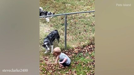 When Dogs Go On A Rampage | FUNNIEST DOG VIDEOS 2023