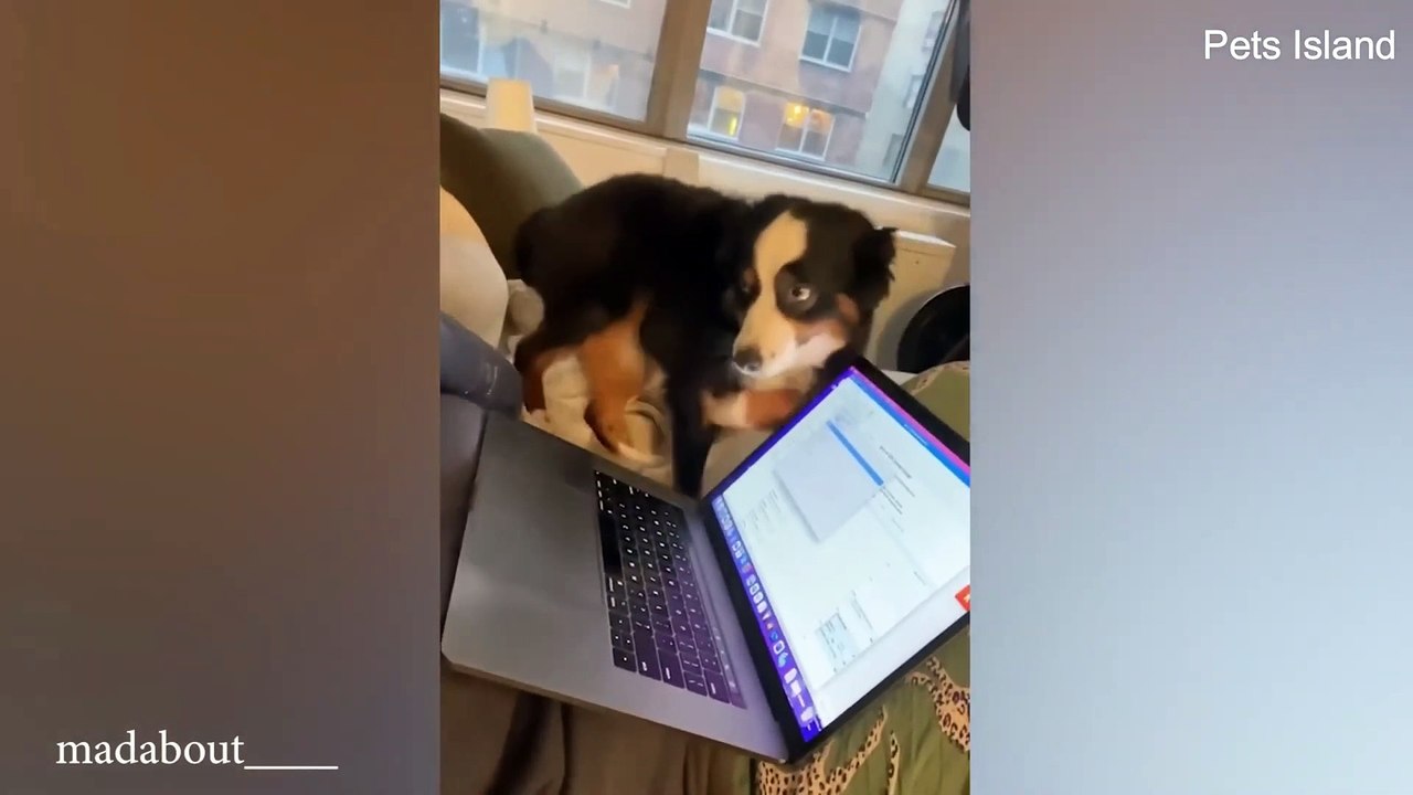You Laugh You Lose | Funny and Cute Dog Videos 2024