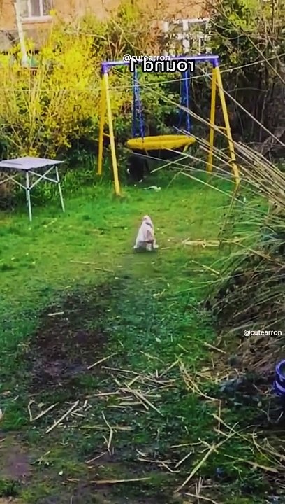 dog and cat moments