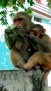 Funny Mankey Short, Shorts Video,Mankey Shorts ,Animals Video, Trending video,Viral video