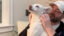 Video: non ha mai voluto cani, ma un giorno si imbatte in un annuncio che gli cambia la vita
