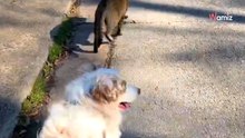 Video: mentre è a spasso con il cane, un passante inaspettato li invita a fare un giro