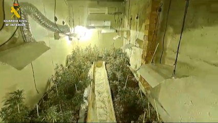 La Guardia Civil desmantela un invernadero de marihuana en Bujalance