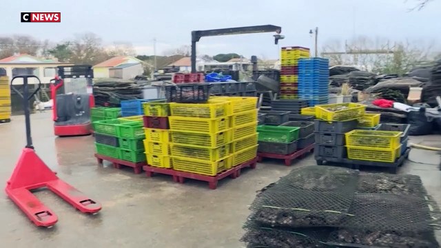 Huîtres du Bassin d’Arcachon interdites à la vente - Le choc pour les ostréiculteurs à quelques jours du réveillon: « C’est un gros coup dur au moment des fêtes ! » - Regardez
