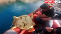Kaş Yat Limanı'nda Misinaya Dolanan Kaplumbağa Kurtarıldı