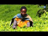 From Tea plantation to Tea bag (Rwanda Mountain Tea)